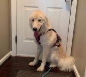 Golden Pyrenees (Golden Retriever x Great Pyrenees Mix) Dog For Adoption in Alpharetta GA – Supplies Included – Adopt Cupcake
