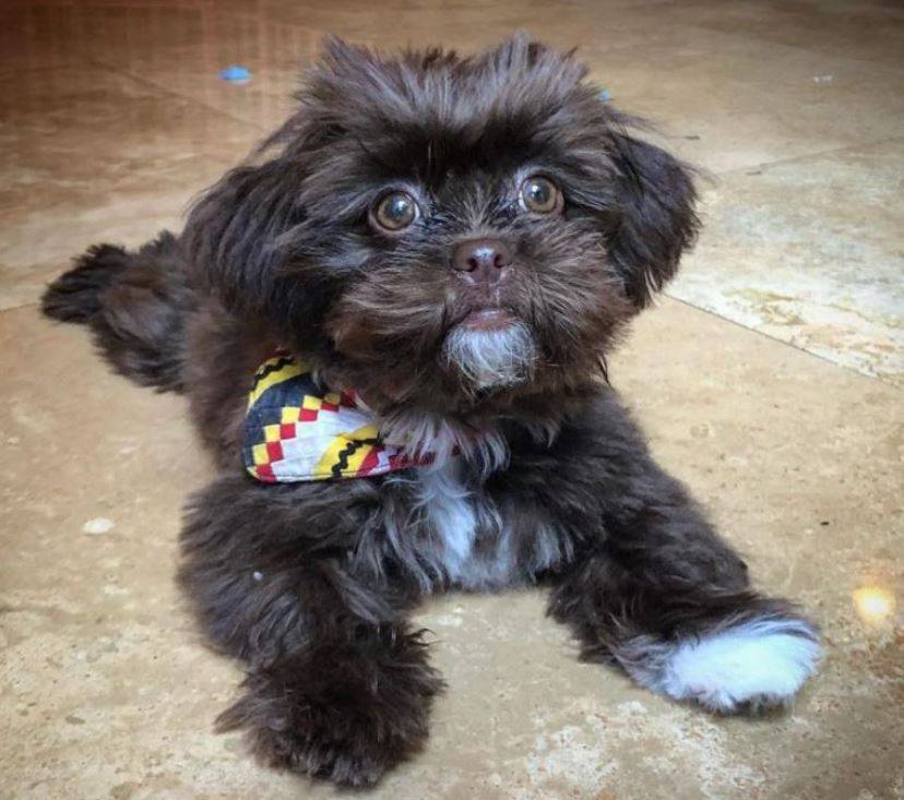 Cute Black and White Pekeapoo Puppy