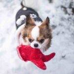 Cute Chihuahua Holds Mitten in Calgary