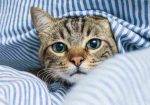 Cute Gray tabby cat is in bed with striped sheets
