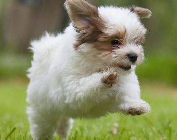 Cute havanese puppy