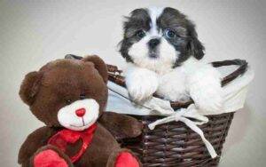 Cute Le Chon Puppy Photo (1)