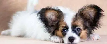 Photo Cute Papillon Puppy