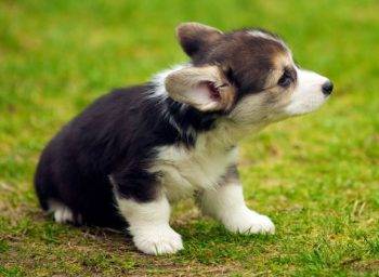 Cute pembroke welsh corgi puppy photo