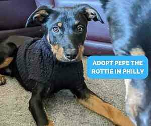 Photo of pepe the rottweiler dog for adoption in philadephia pa - showing him as a 4 month old puppy. Without all the graphics added on.