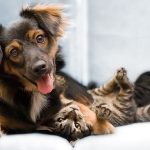 Cute Pets For Private Adoption