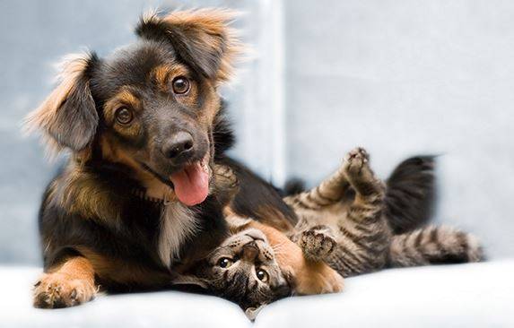 Cute Pets For Private Adoption in Aliso Viejo California