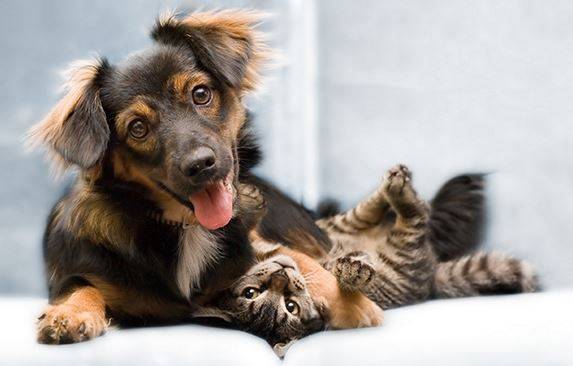 Private Pet Adoptions - Pets For 