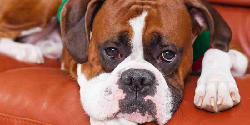 Boxers for Adoption – Boxer Rehoming