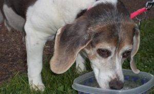 Cute senior beagle mix for adoption 2