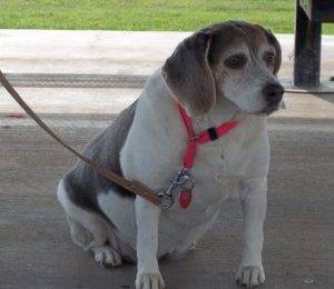 Photo Cute senior beagle mix for adoption