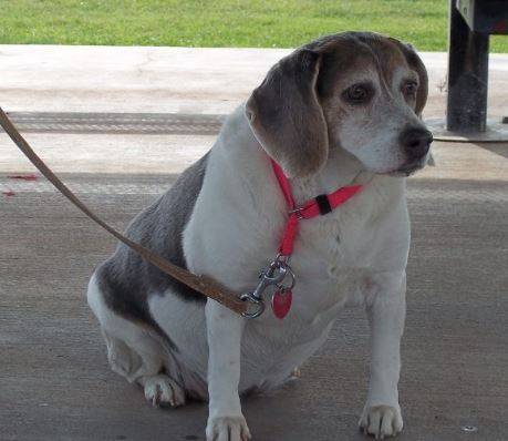 Cute Senior Beagle Mix For Adoption