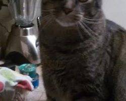 Cute tabby cat for adoption new york city 2