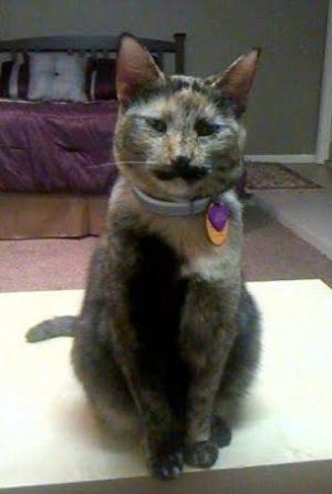 Cute Tortoiseshell Cat For Adoption - Jolie 5