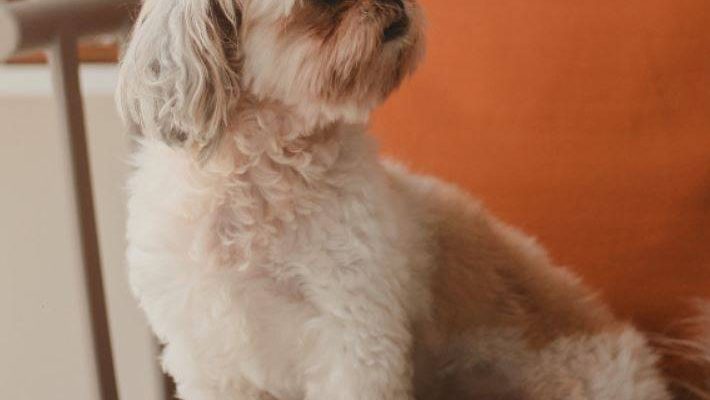 Cute White and Gold Peekapoo Dog