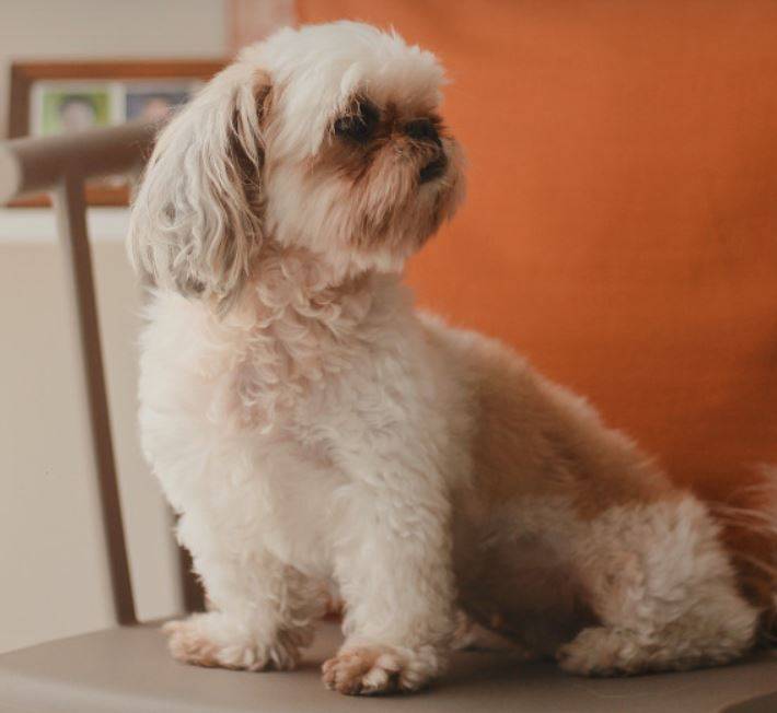 Cute White and Gold Peekapoo Dog