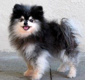Cute pomeranian