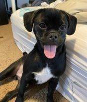 Puggy - A Black And White Puggle Puppy