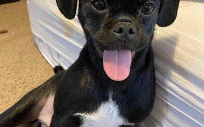 Adopted – puggle puppy in calgary ab – supplies included – puggy