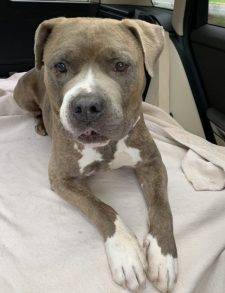 American Pit Bull Terrier Dog For Adoption In Raleigh NC
