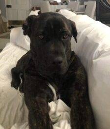 Cane Corso English Mastiff Mix Dog For Adoption In Pennsylvania - Supplies Included - Adopt Mocha