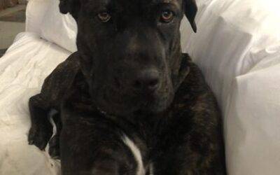 Brindle Cane Corso English Mastiff Mix Dog For Adoption in Pennsylvania – Supplies Included – Adopt Mocha