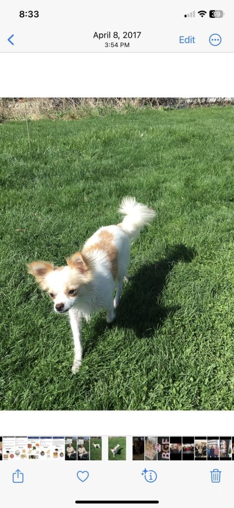 snnuggles, a small longhaired chihuahua dog for adoption in lafayette indiana