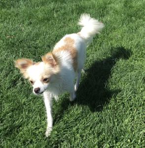 Snnuggles, a small longhaired chihuahua dog for adoption in lafayette indiana