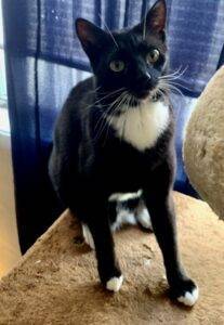 Tuxedo cat for adoption in sandy springs ga – rehome adopt a black and white tuxedo cat