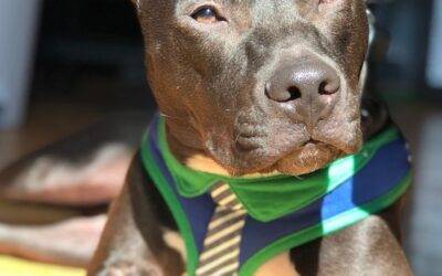 American pit bull terrier mix dog for adoption in brooklyn ny – supplies included – adopt archie