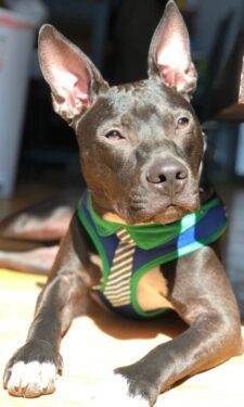 American Pit Bull Terrier Adoption Brooklyn NY