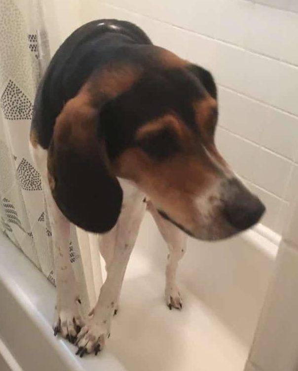 Huntington ny - beagle mix for adoption - adopt 2 yo chloe