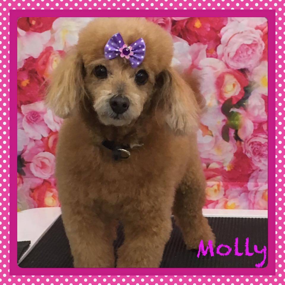 Molly apricot toy poodle dog for adoption honolulu hi