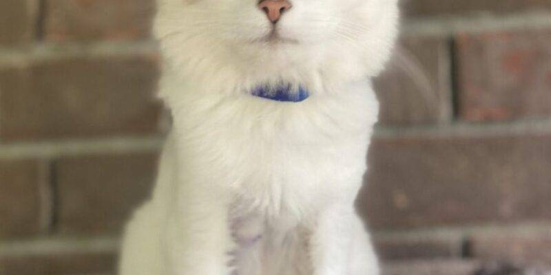 Longhair Cat Kitten For Adoption In Dallas GA
