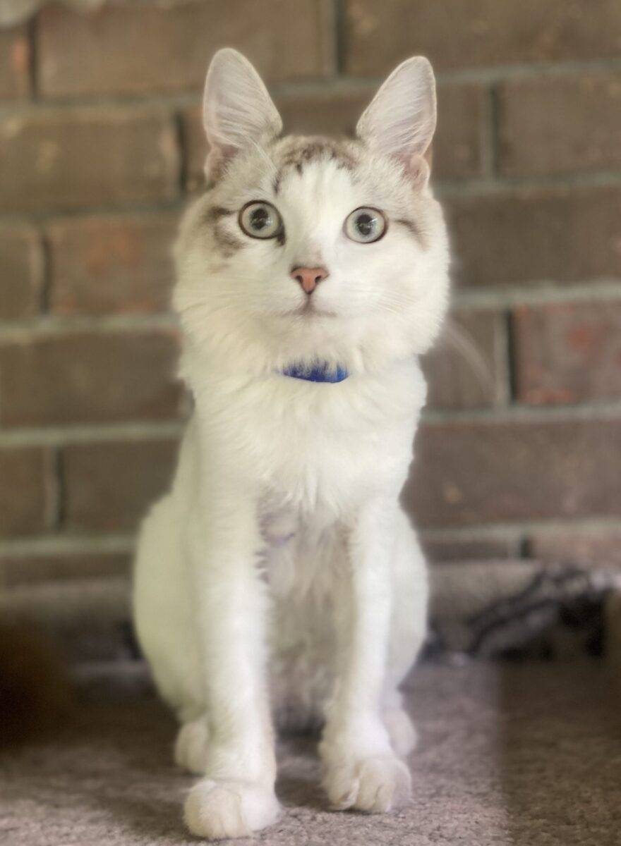 Longhair Cat Kitten For Adoption in Dallas GA