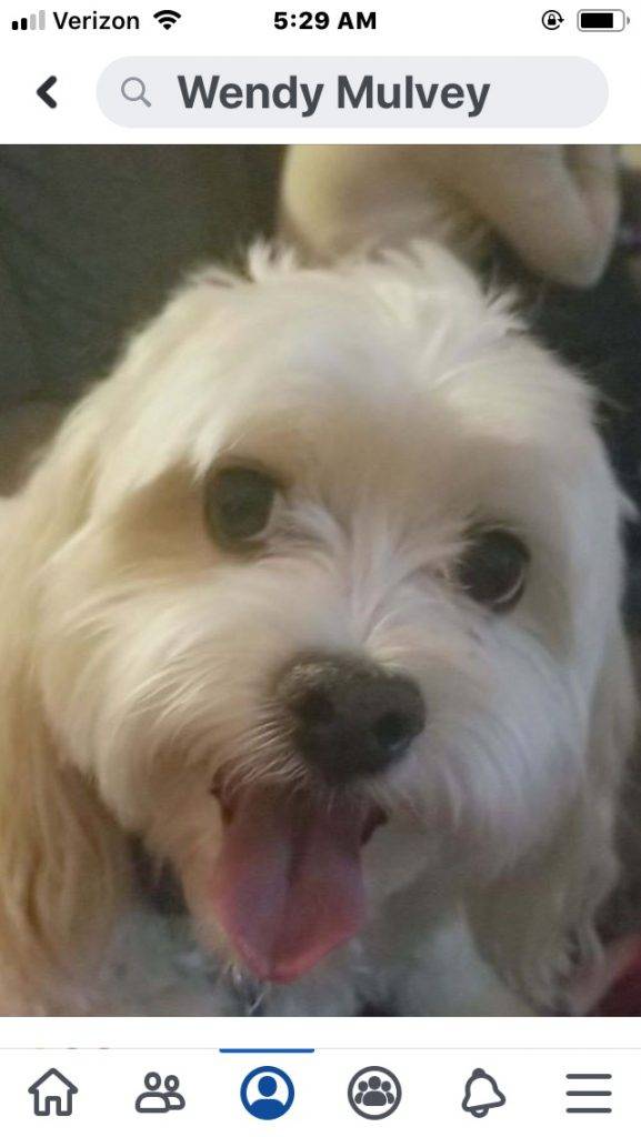 Adorable maltipoo for adoption in wildomar california