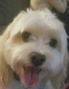 Adopted maltipoo in wildomar california – all supplies included – teddy