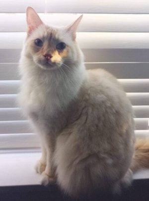 Stunning Longhair Flame Point Siamese Cat for Adoption in Richmond BC – Adopt Milk