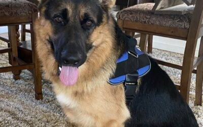 German shepherd dog for adoption in wahiawa hawaii – supplies included – adopt louie jack