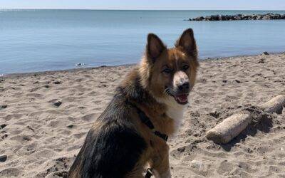 Handsome German Shepherd Border Collie Mix For Adoption in Newmarket Ontario – Supplies Included – Adopt Slater