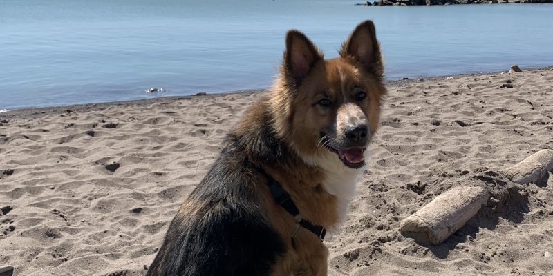 Handsome German Shepherd Border Collie Mix For Adoption In Newmarket Ontario – Supplies Included – Adopt Slater