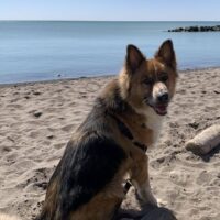 Handsome German Shepherd Border Collie Mix For Adoption In Newmarket Ontario – Supplies Included – Adopt Slater