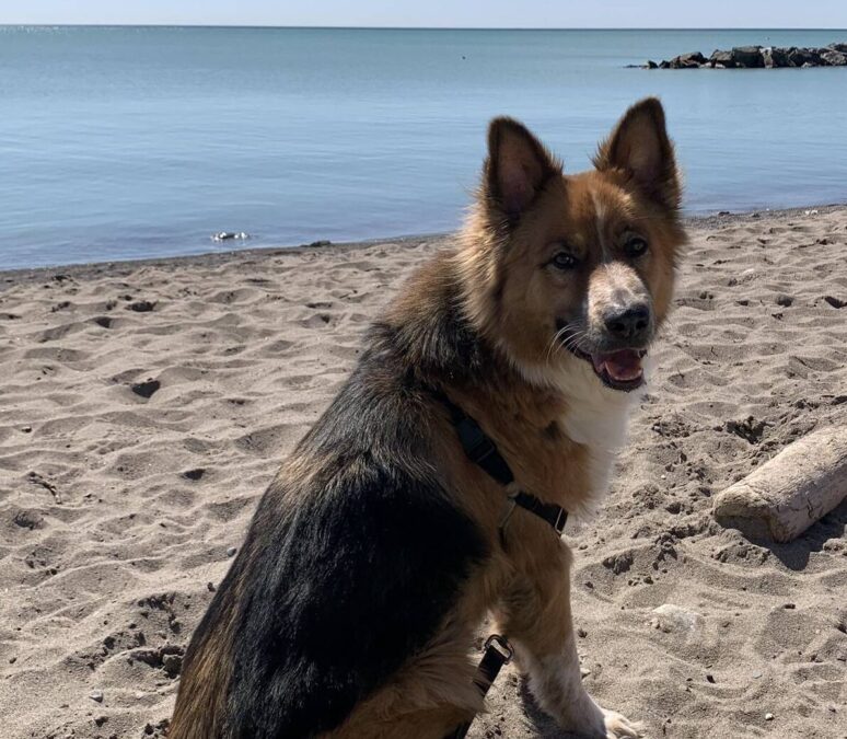 Handsome german shepherd border collie mix for adoption in newmarket ontario – supplies included – adopt slater