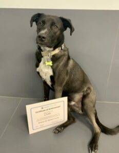 REHOMED – Obedience Trained Lab Border Collie Mix Dog For Adoption in Airdrie AB – Supplies Included – Adopt Duke