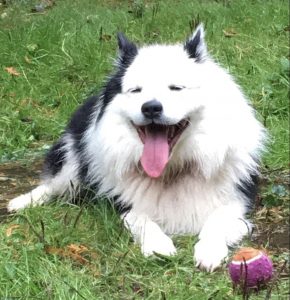 Ici - icelandic sheepdog for adoption near seattle