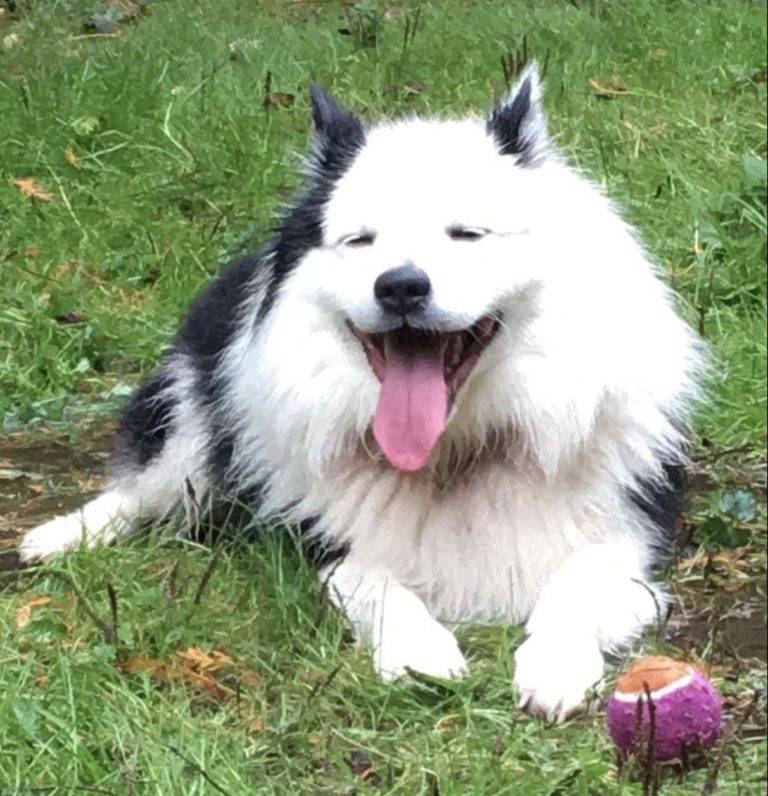 Seattle wa – isi – purebred male icelandic sheepdog for adoption – supplies included
