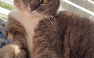 Gray Tabby Cat For Adoption In Lakeland Florida – Supplies Included – Adopt Luna