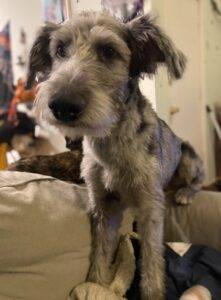 Shepadoodle for adoption in philadelphia pa  – supplies included – adopt ophelia (opi)