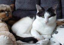 Tabby And White Cat For Adoption In Edmonton