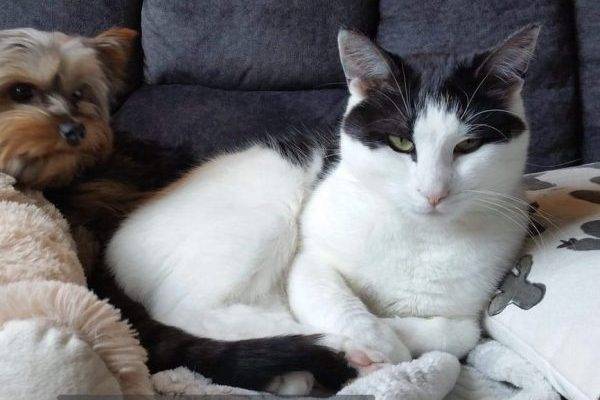 White Tabby Cat For Adoption In Edmonton AB – All Supplies Included – Adopt Louie